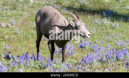 Ein bighorn Schafe hält die Beweidung von mt Washburn in Yellowstone Stockfoto