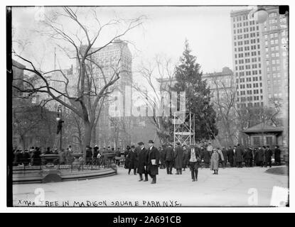 Weihnachtsbaum in Madison Sq. Park, N.Y.C Stockfoto