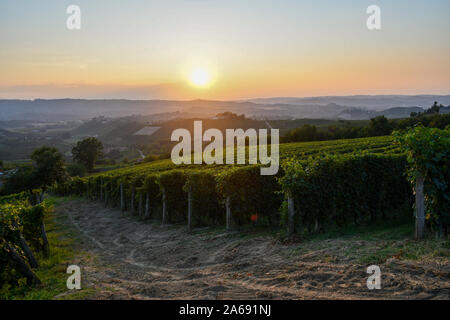 Hintergrundbeleuchtung malerische Aussicht auf den Weinberg Hügel der Langhe in Piemont, Weltkulturerbe der UNESCO, bei Sonnenuntergang im Sommer, Alba, Cuneo, Italien Stockfoto