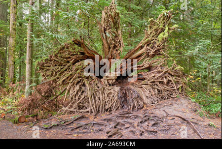 Eine riesige entwurzelte Baum root liegen auf der Seite und in Moos bedeckt, und ist umgeben von üppigen grünen Regenwald in Cathedral Grove auf Vancouver Island umgeben. Stockfoto