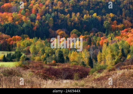 Magie von Licht auf Herbst farbige Bäume Stockfoto