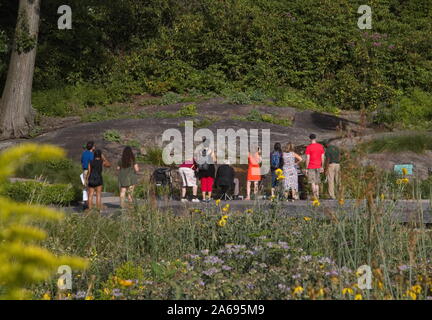 Die Bronx, New York/USA - 13. August 2017: Masse von Touristen Blick auf einen Teich auf der anderen Seite von einem Feld von Wildblumen Stockfoto
