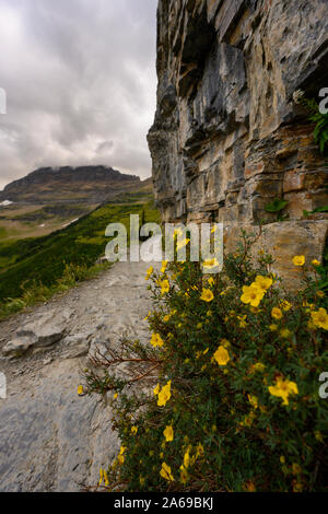 Gelbe Blumen auf dem Regal in Montana Wilderness Trail Stockfoto