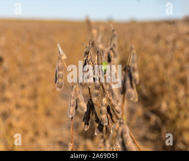 Südliche Grün stinken Bug auf reife Golden Brown pod von Soja Pflanze im Feld zu Beginn der Erntezeit im Mittelwesten. Sonnige Herbst Tag. Stockfoto