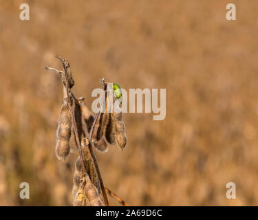 Südliche Grün stinken Bug auf reife Golden Brown pod von Soja Pflanze im Feld zu Beginn der Erntezeit im Mittelwesten. Sonnige Herbst Tag. Stockfoto