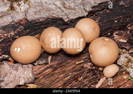 Pear-shaped Bovisten (Apioperdon Pyriforme), aka Stumpf Bovisten, wachsen auf einer Fäulnis im Herbst anmelden. Stockfoto