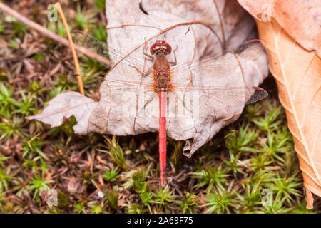 Ein männlicher Herbst Meadowhawk (Aeshna vicinum) Sitzstangen in der Nähe der Boden auf einen gefallenen Herbst Blatt. Stockfoto