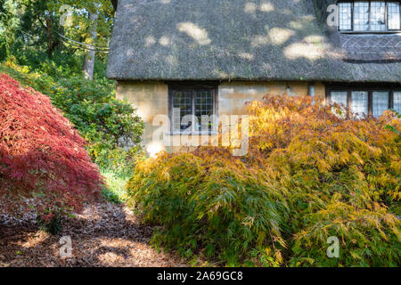 Reetdachhaus und Herbst Acer palmatum dissectum Bäume an Batsford Arboretum, Cotswolds, Moreton-in-Marsh, Gloucestershire, England Stockfoto