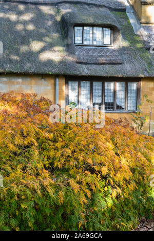 Reetdachhaus und Herbst Acer palmatum dissectum Baum bei Batsford Arboretum, Cotswolds, Moreton-in-Marsh, Gloucestershire, England Stockfoto