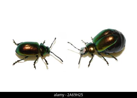 Grüne Käfer Gastrophysa viridula dock Männlichen und Weiblichen auf Weiß Stockfoto