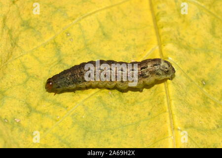 Raupe des grossen gelben underwing nachtaktive Motte Noctua pronuba auf einem gelben Blatt im Herbst Stockfoto