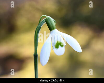 Nahaufnahme auf Schneeglöckchen Blume Galanthus nivalis im frühen Frühjahr Stockfoto