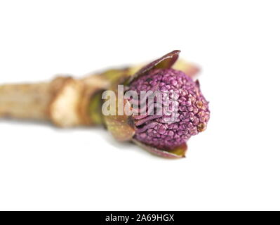 Bud von einem roten Holunder Baum auf weißem Hintergrund Stockfoto