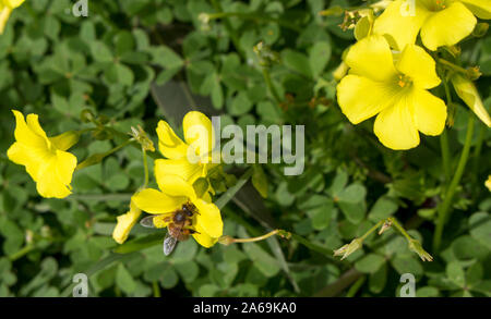 Oxalis Unkraut oder oxalidaceae Sauerklee soursob wachsen in der Straße kurz und Blüte im Winter mit leuchtend gelben Einzelblüten zieht Honigbienen. Stockfoto
