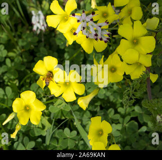Oxalis Unkraut oder oxalidaceae Sauerklee soursob wachsen in der Straße kurz und Blüte im Winter mit leuchtend gelben Einzelblüten zieht Honigbienen. Stockfoto