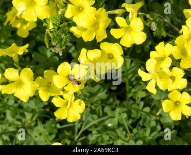 Oxalis Unkraut oder oxalidaceae Sauerklee soursob wachsen in der Straße kurz und Blüte im Winter mit leuchtend gelben Einzelblüten zieht Honigbienen. Stockfoto