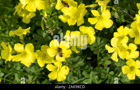 Oxalis Unkraut oder oxalidaceae Sauerklee soursob wachsen in der Straße kurz und Blüte im Winter mit leuchtend gelben Einzelblüten zieht Honigbienen. Stockfoto