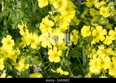 Oxalis Unkraut oder oxalidaceae Sauerklee soursob wachsen in der Straße kurz und Blüte im Winter mit leuchtend gelben Einzelblüten zieht Honigbienen. Stockfoto