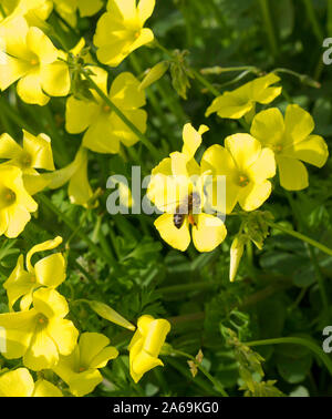 Oxalis Unkraut oder oxalidaceae Sauerklee soursob wachsen in der Straße kurz und Blüte im Winter mit leuchtend gelben Einzelblüten zieht Honigbienen. Stockfoto