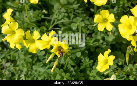 Oxalis Unkraut oder oxalidaceae Sauerklee soursob wachsen in der Straße kurz und Blüte im Winter mit leuchtend gelben Einzelblüten zieht Honigbienen. Stockfoto