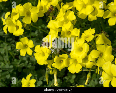 Oxalis Unkraut oder oxalidaceae Sauerklee soursob wachsen in der Straße kurz und Blüte im Winter mit leuchtend gelben Einzelblüten zieht Honigbienen. Stockfoto