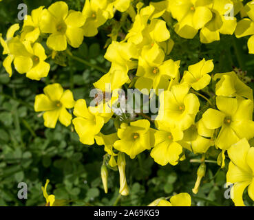 Oxalis Unkraut oder oxalidaceae Sauerklee soursob wachsen in der Straße kurz und Blüte im Winter mit leuchtend gelben Einzelblüten zieht Honigbienen. Stockfoto