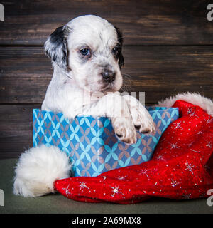 English Setter Welpen mit Santa Claus hat. Stockfoto