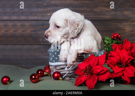 English Setter Welpen mit Weihnachtsstern rot Blumen. Stockfoto