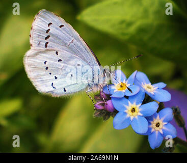 "Argus Cupido minimus" Schmetterling und 'Vergissmeinnicht' Blume rief auch Myosotis. Stockfoto