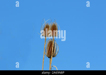 Wilde Karde teasle teazle teazel oder im Herbst, lateinischer Name Dipsacus fullonum Familie Caprifoliaceae mit blauen Himmel hinter im Herbst als Dekoration verwendet werden Stockfoto