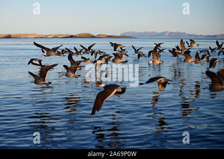 Herde von heermann von Möwen (Larus heermanni) mitten im Golf von Kalifornien (See von Cortez), Mexiko Stockfoto