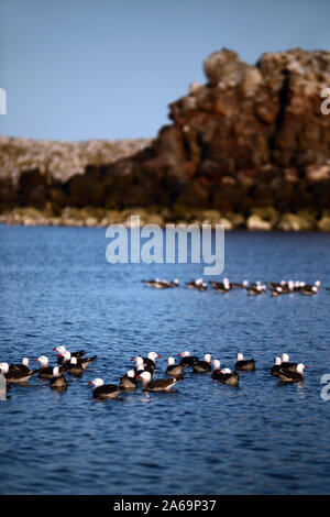 Heermann von Möwen (Larus heermanni) im Meer von Cortez, Mexiko Stockfoto