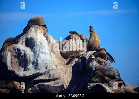 Kalifornische Seelöwen (zalophus californianus) in Baja California Sur, Mexiko. Stockfoto