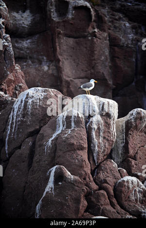 Guano bedeckte felsige Insel, Meer von Cortez, Baja California, Mexiko Stockfoto