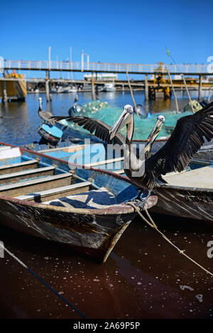 Pelikane auf Fischerbooten, Santa Rosalia, Baja California Sur, Mexiko Stockfoto