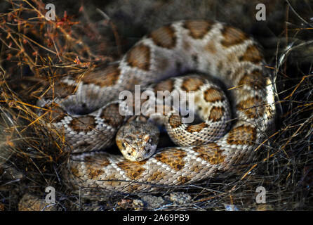 Nach Isla Catalina Klapperschlange (Crotalus catalinensis rattleless) in ihrer braunen Farbe Variation, Isla Santa Catalina, Baja California Sur, Mexiko, noch Stockfoto