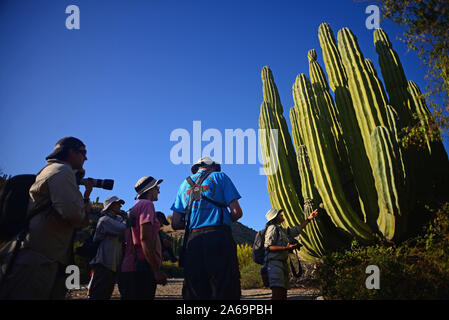 Besucher, die an der großen mexikanischen Riese cardon Kaktus (Pachycereus pringlei) auf Isla Santa Catalina, Baja California Sur, Mexiko. Stockfoto