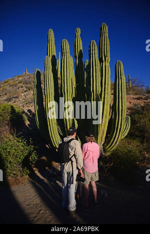 Besucher auf der Isla Santa Catalina, Baja California Sur, Mexiko Stockfoto