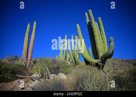 Einen großen mexikanischen Riese cardon Kaktus (Pachycereus pringlei) auf Isla Santa Catalina, Baja California Sur, Mexiko. Stockfoto