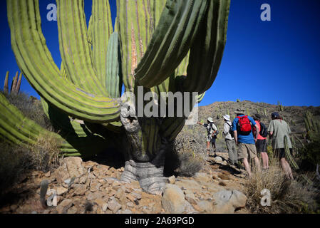 Besucher, die an der großen mexikanischen Riese cardon Kaktus (Pachycereus pringlei) auf Isla Santa Catalina, Baja California Sur, Mexiko. Stockfoto