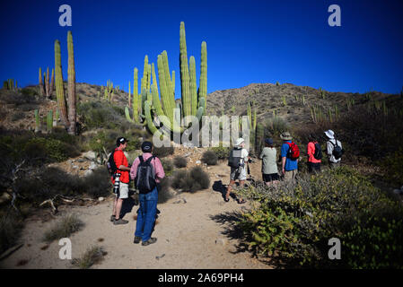 Besucher, die an der großen mexikanischen Riese cardon Kaktus (Pachycereus pringlei) auf Isla Santa Catalina, Baja California Sur, Mexiko. Stockfoto