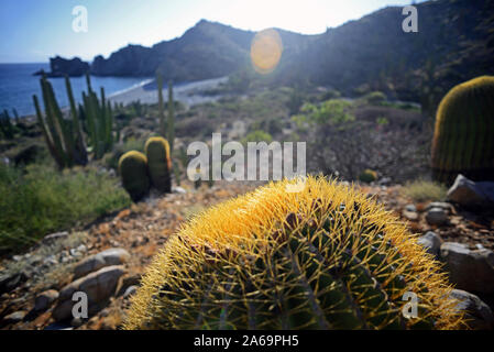 Endemische riesige barrel Kaktus (Ferocactus diguetii), Isla Santa Catalina, Golf von Kalifornien (See von Cortez), Baja California Sur, Mexiko, Nordamerika Stockfoto