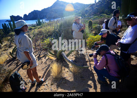 Besucher auf der Isla Santa Catalina, Baja California Sur, Mexiko Stockfoto