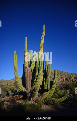 Einen großen mexikanischen Riese cardon Kaktus (Pachycereus pringlei) auf Isla Santa Catalina, Baja California Sur, Mexiko. Stockfoto