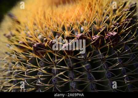 Endemische riesige barrel Kaktus (Ferocactus diguetii), Isla Santa Catalina, Golf von Kalifornien (See von Cortez), Baja California Sur, Mexiko, Nordamerika Stockfoto