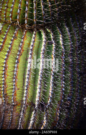 Endemische riesige barrel Kaktus (Ferocactus diguetii), Isla Santa Catalina, Golf von Kalifornien (See von Cortez), Baja California Sur, Mexiko, Nordamerika Stockfoto