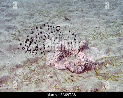 Drei Spot Domino Riffbarsche (Dascyllus Trimaculatus) Stockfoto