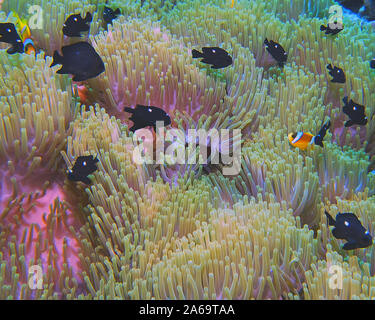 Drei Spot Domino Riffbarsche (Dascyllus Trimaculatus) Stockfoto