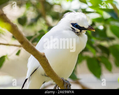 Porträt einer Bali Mynah thront auf einem Zweig Stockfoto