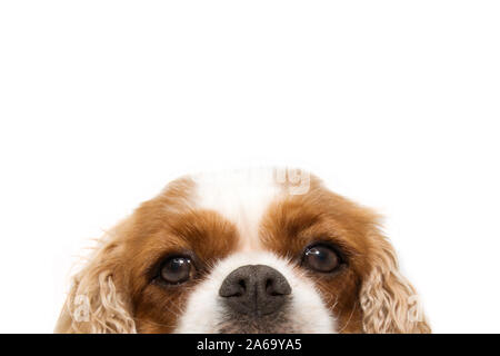 Close-up Portrait cavalier Hund mit großen Ohren verstecken. Auf weissem Hintergrund. Stockfoto